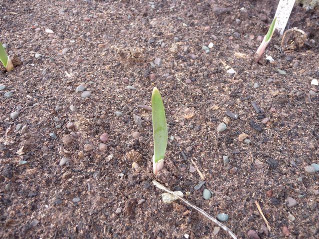 Ready in about 8/9 months...