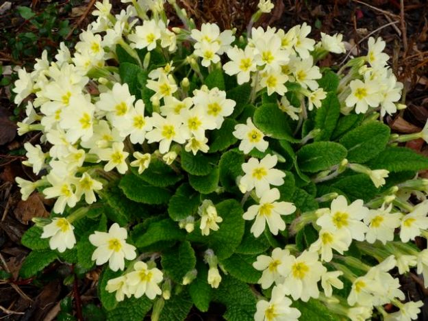 From Maureen's garden!