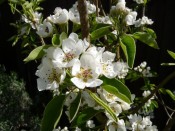 Pear blossom