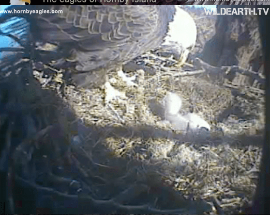 screen grab of mama and phoenix