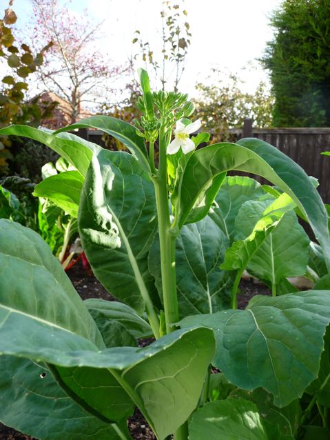 chinese broccoli flowering