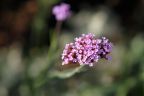 verbena bonariensis