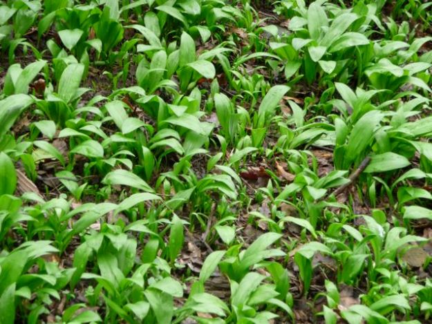 wild garlic