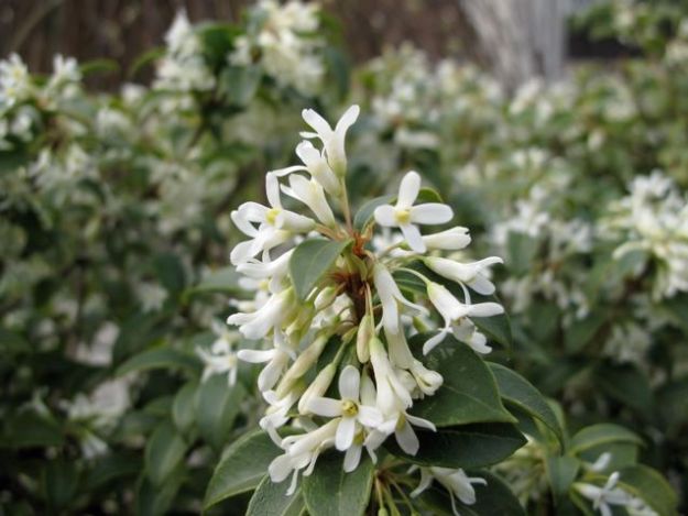 osmanthus flowering