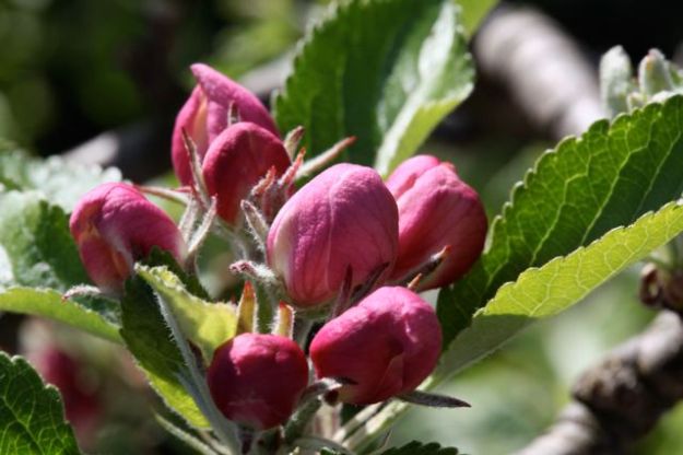 apple blossom buds