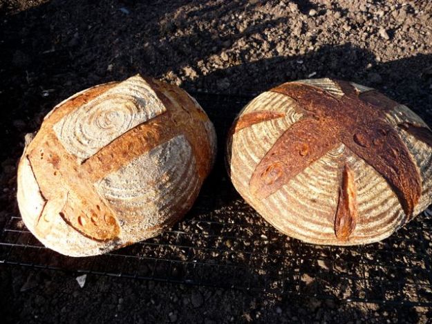 A pair of pains au levain