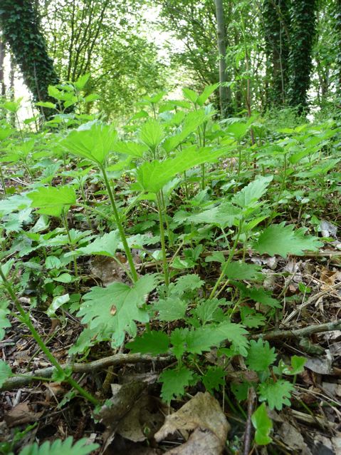 British Stinging Nettles