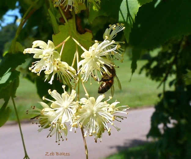 Honeybee on limeblossom honeybee limeblossom