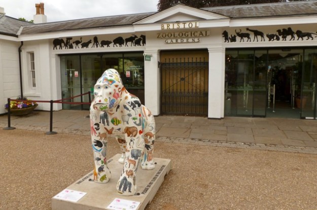 Noah Gorilla at the Zoo Noah Gorilla Bristol Zoo