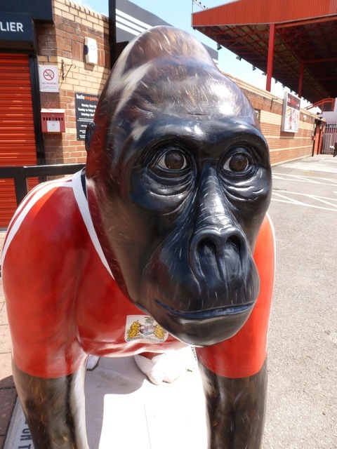 Alfred Bristol City Gorilla