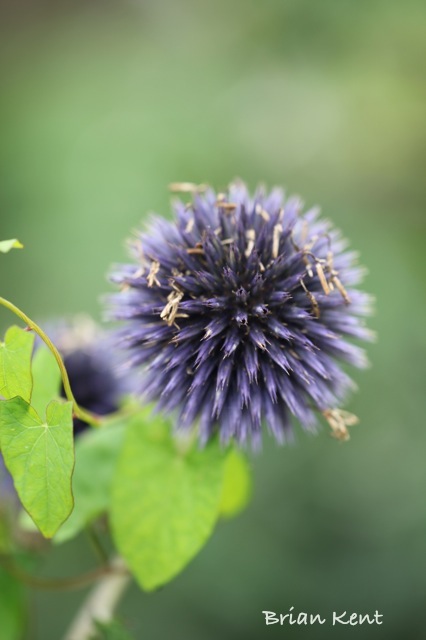 echinops
