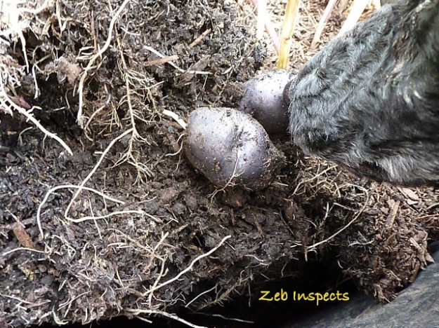 Zeb inspects the crops