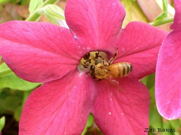 P1020099.jpg P1020099