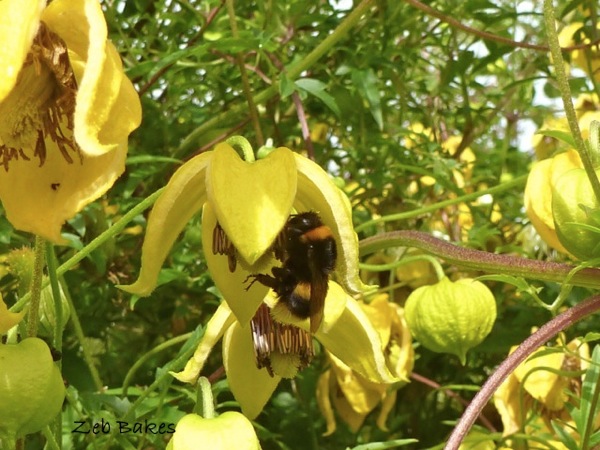 P1020116.jpg P1020116