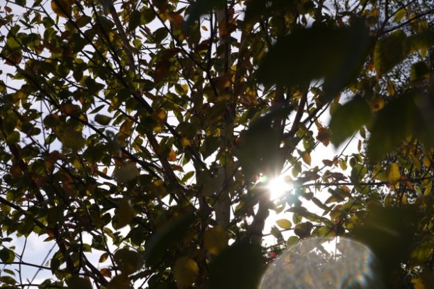 lowlightthroughbirchtree