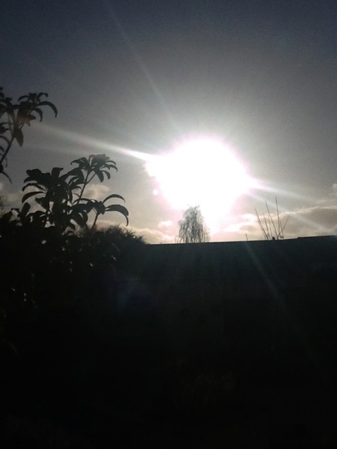 Sunrise over the garden or alien visitation take your pick