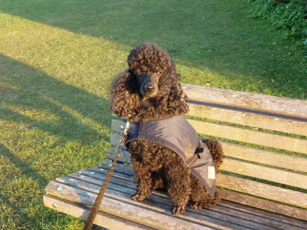 Zeb waits in the winter sun