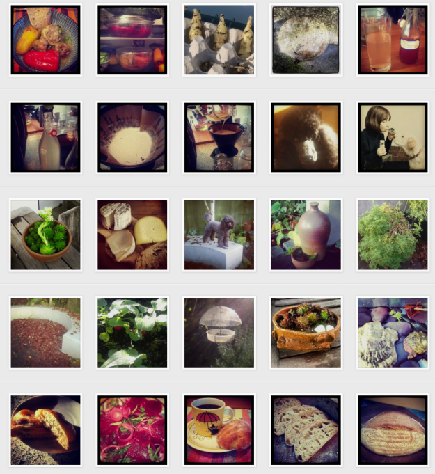 Dogs, birds breads, dogs, food, plants, toads.....