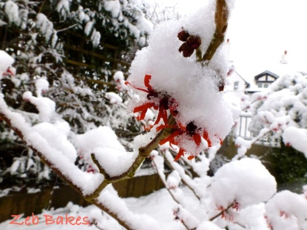 Witchhazel in Snow