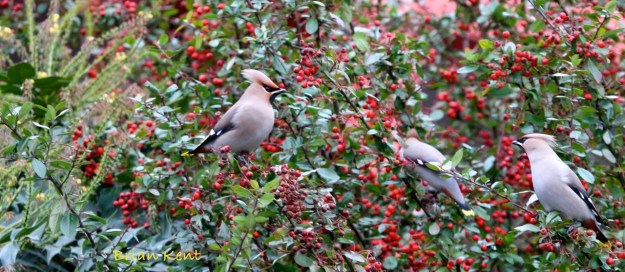 Feeding Waxwings Brian Kent