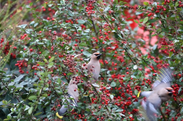 Fabulous Flying Waxwings