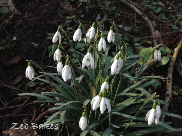 Snowdrops in the woods