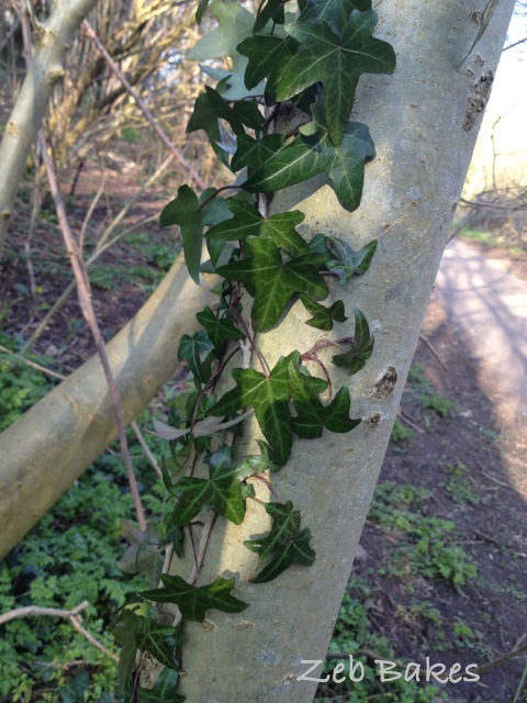Ivy creeping up a tree