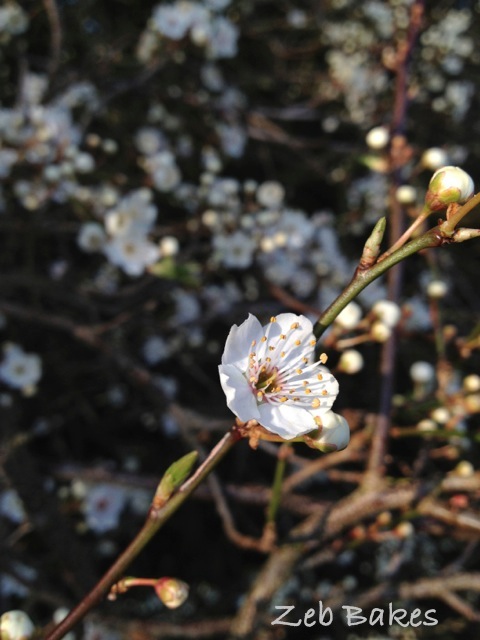 This is always the sign of true spring for me, the fruit blossom on these trees in the hedge