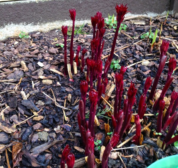 Greek oregano in between the peony shoots