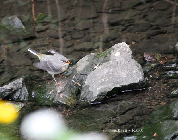 Adult grey wagtail feeding baby
