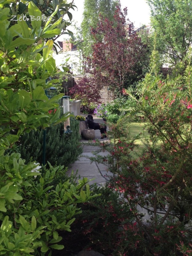 From the Back Door - Zeb Bakes