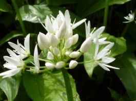 Wild garlic flowers