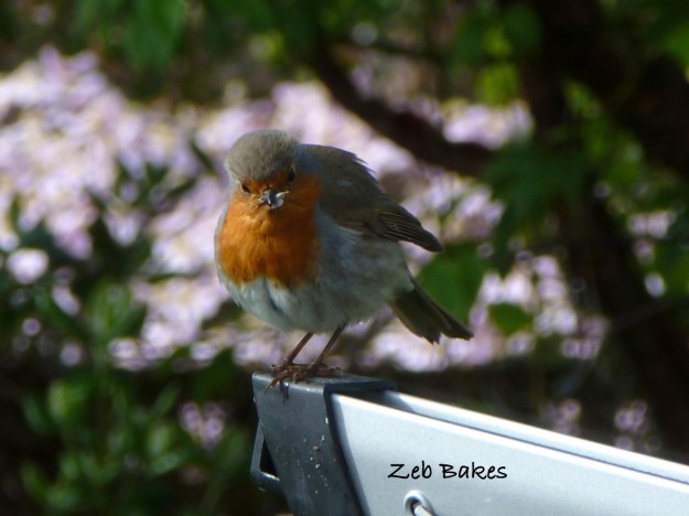 Robin Copyright Zeb Bakes
