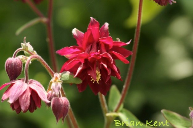 red acquilegia