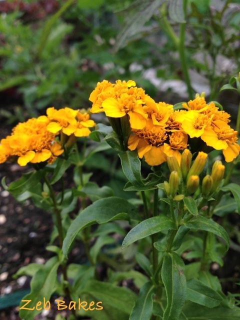 Tagetes Lucida