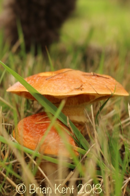 larch Boletus Brian Kent