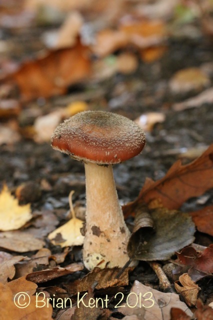 autumn fungi