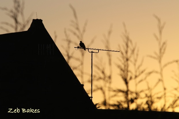 Sunrise with Pigeon
