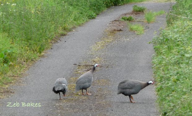 Grey Partridges walking up the road