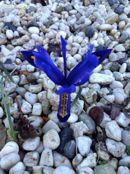 A surprise flower in the stormy weather !