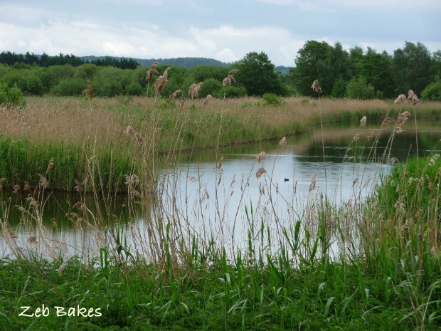Reed Bed