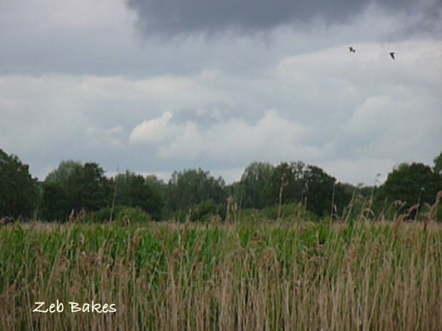 Distant Bitterns in Flight