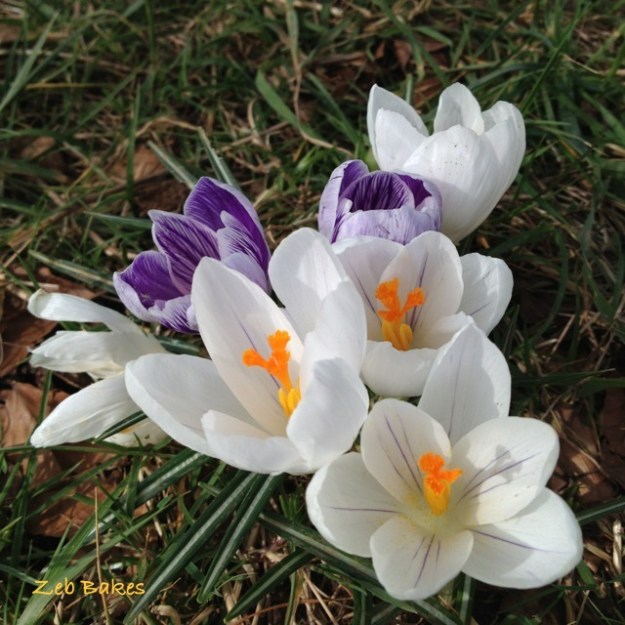 croci in Bristol