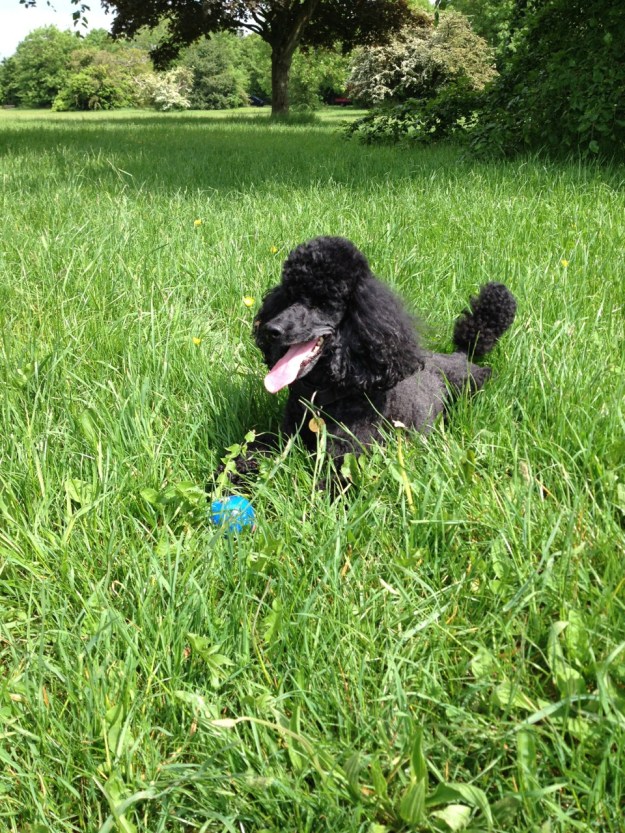 Zeb in the Grass with Blue Ball