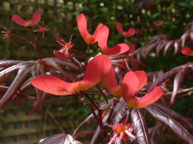 Acer seed and in flower
