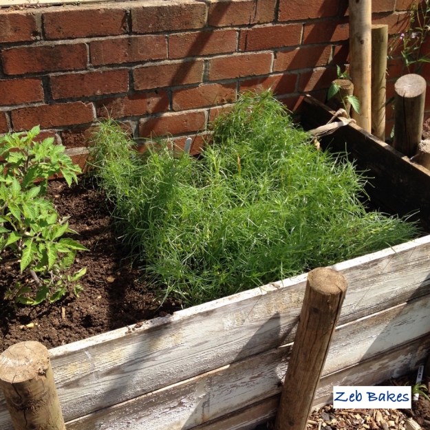 salsola growing at Blaise